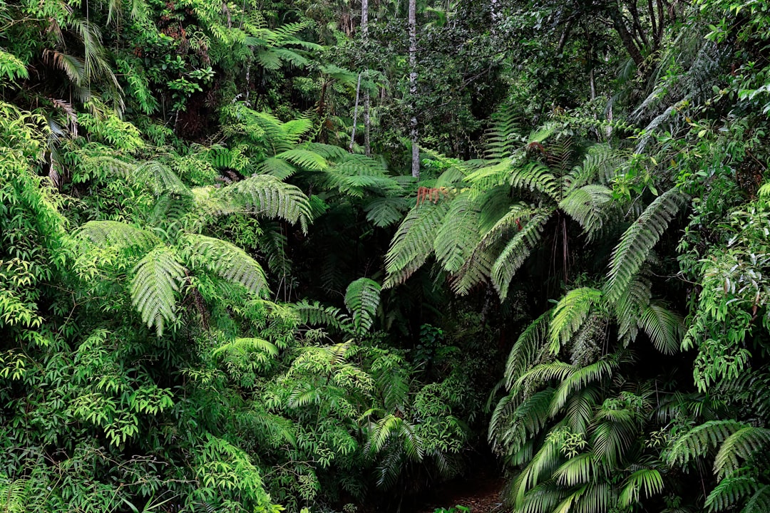 Photo Lush forest